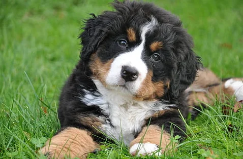 Cachorro de Boyeros de Berna