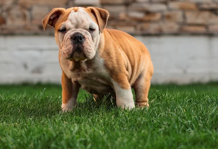 Cachorro de Bulldog inglés