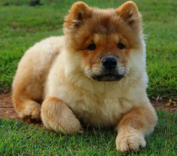 Cachorro de Chow Chow