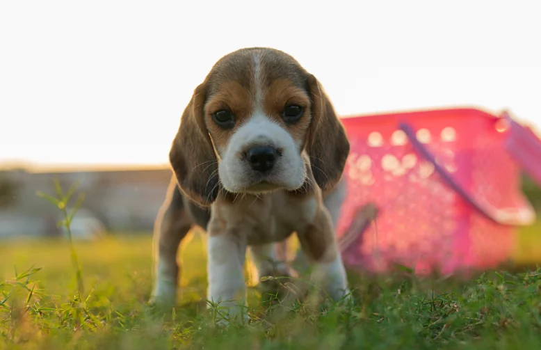 Cachorro de Perro Beagle