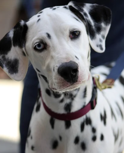 Cachorro de Perro Dalmata