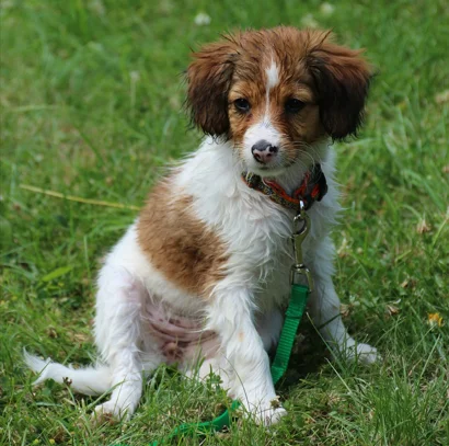Cachorro de Perro Spaniel bretón