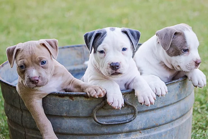 Cachorro de Pit bull terrier Americano