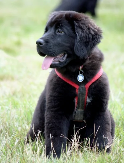 Cachorro de Raza de perro Terranova