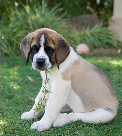 Cachorro de San Bernardo