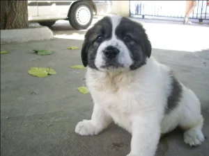 Cachorro de perro Mastín del Pirineo