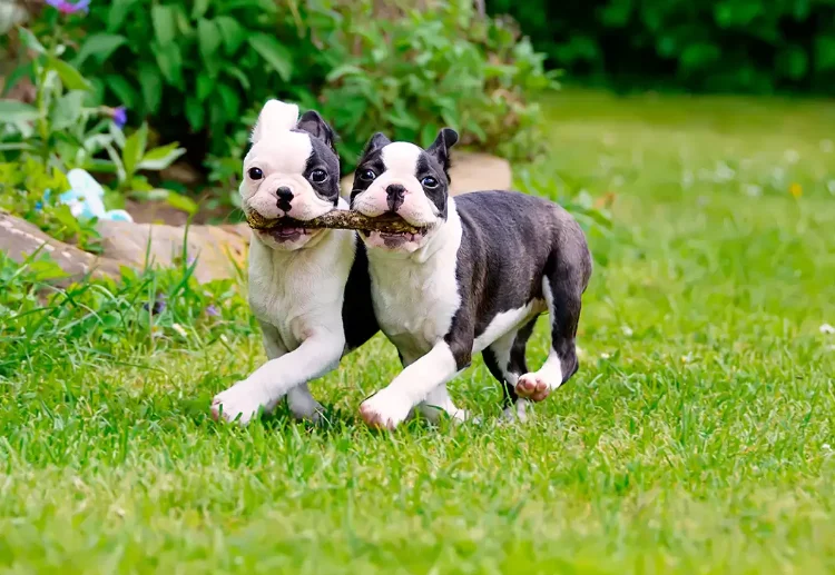 Cachorros de Perro Boston terrier