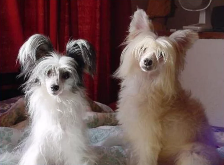 Cachorros de Perro Crestado chino con pelos