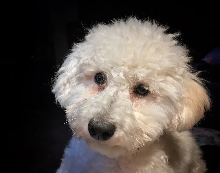 Caniche toy o poodle toy de pelaje blanco