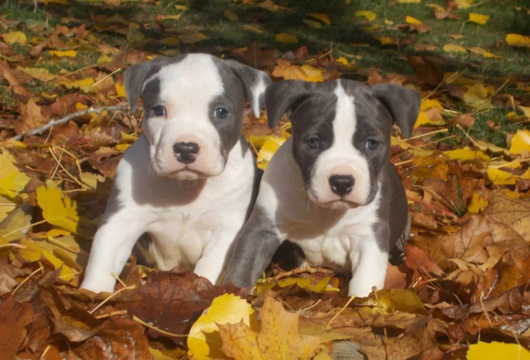 Cachorro de perro American Staffordshire terrier