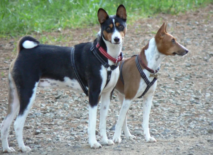 Dos Perros Basenji tricolor y blanco con rojo