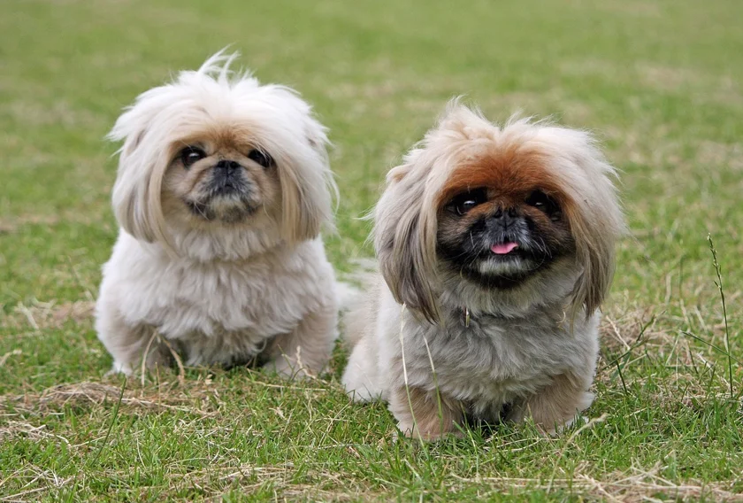 Dos Perros Pequinés sentados