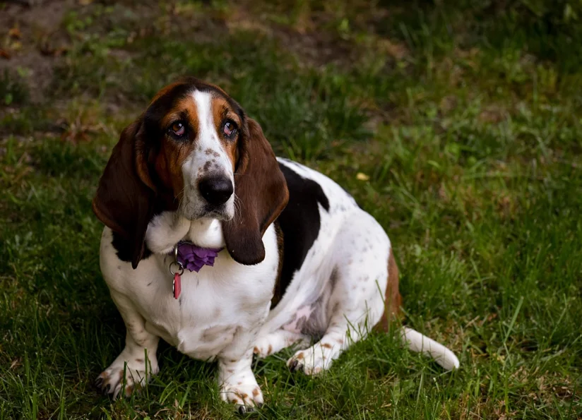 Perro Basset Hound tricolor