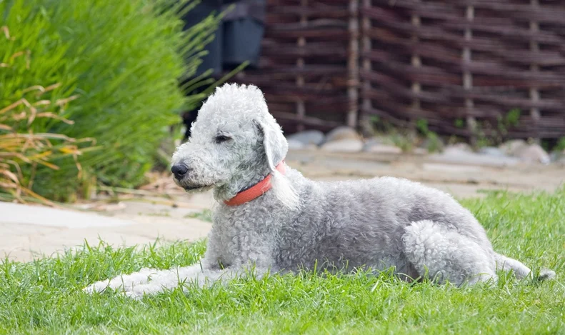 Perro Bedlington terrier