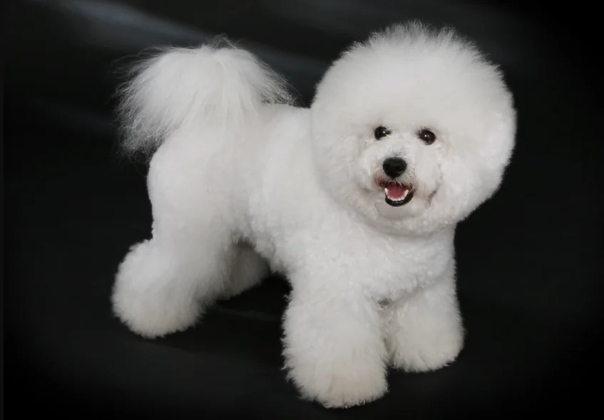 Perro Bichón frisé