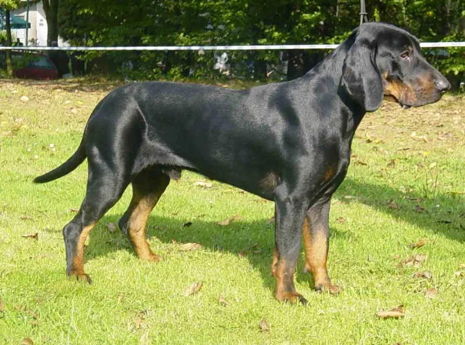 Perro Black and tan coonhound