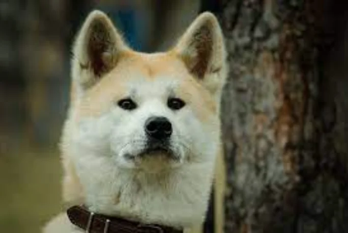 Perro Buhund noruego con collar