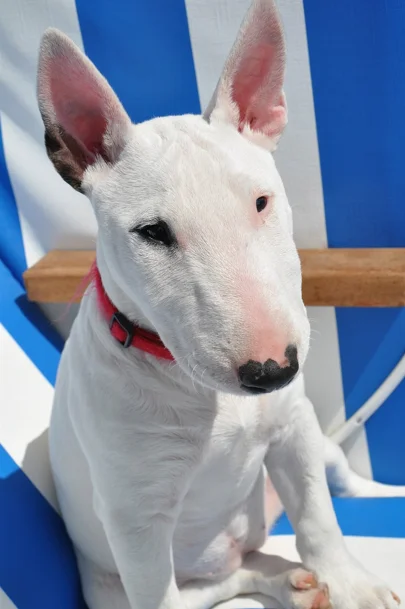 Perro Bull terrier de color blanco