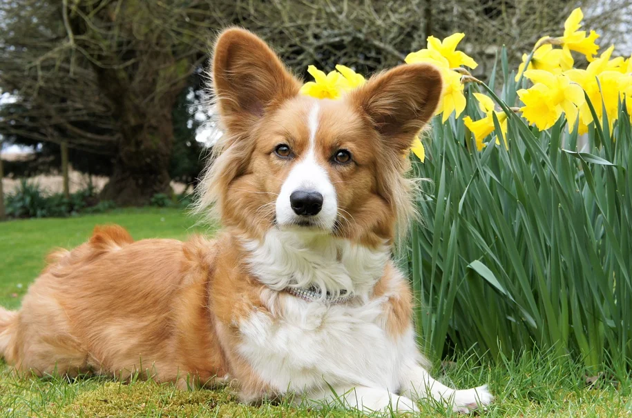 Perro Cardigan Welsh Corgi o Corgi Galés Cárdigan