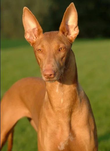 Perro Cirneco del Etna