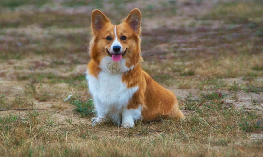 Perro Corgi galés de Pembroke