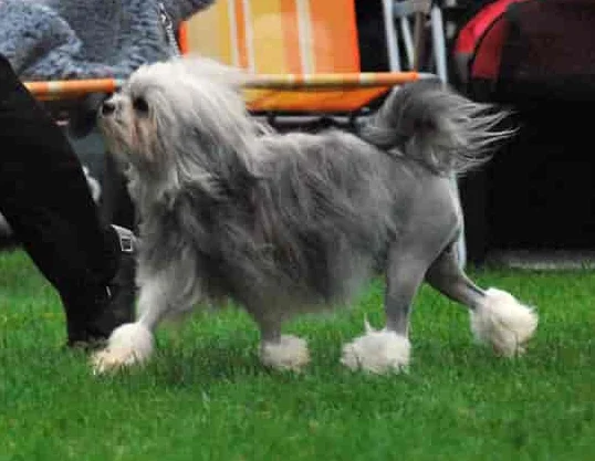 Perro Löwchen caminando, el pequeñi kein