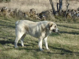 Perro Mastín español