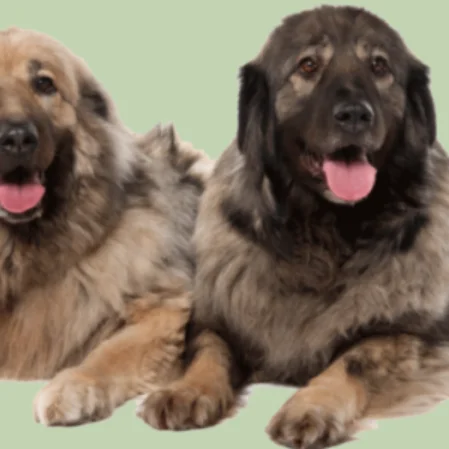 Perro Pastor Yugoslavo