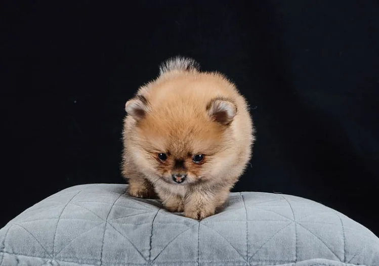 Perro Pomerania bebe, Pomerania bebé o cachorro de Pomerania