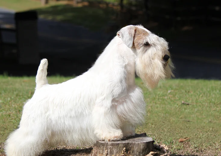 Perro Sealyham Terrier