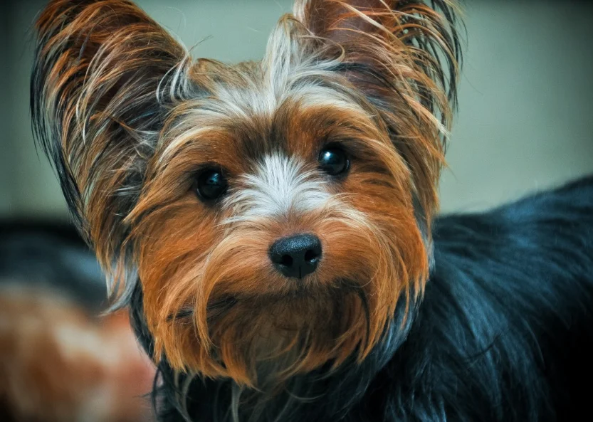 Perro Silky Terrier Australiano