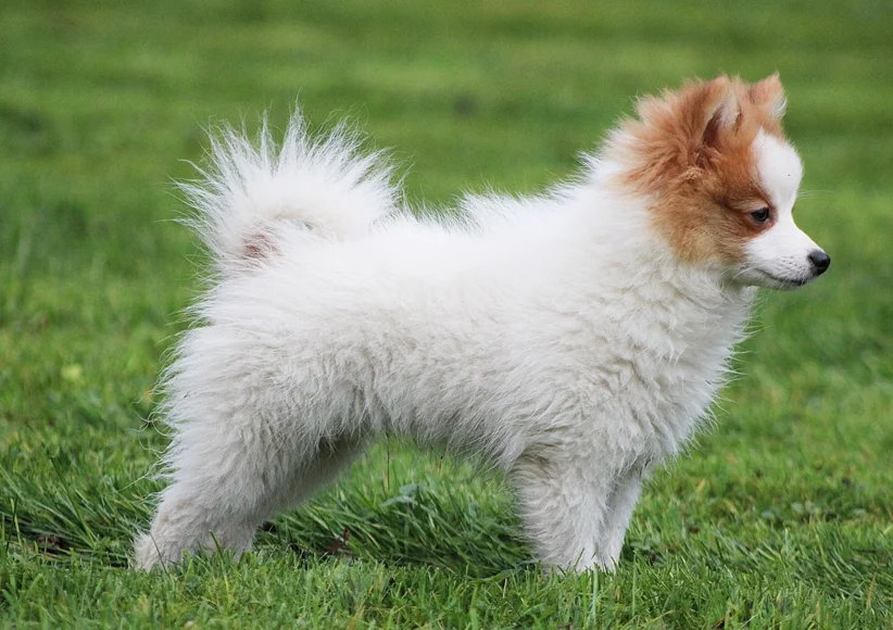 Perro Spitz Alemán Mediano