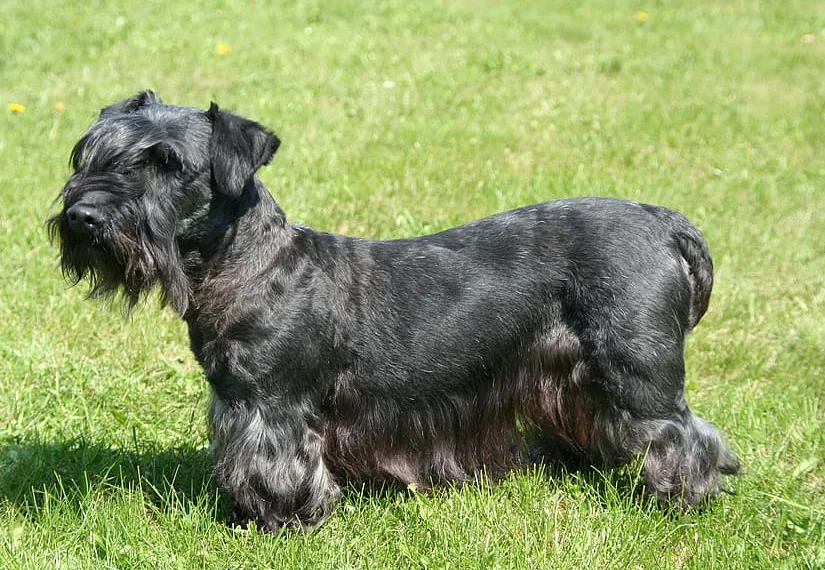Perro Terrier checo de pelaje negro