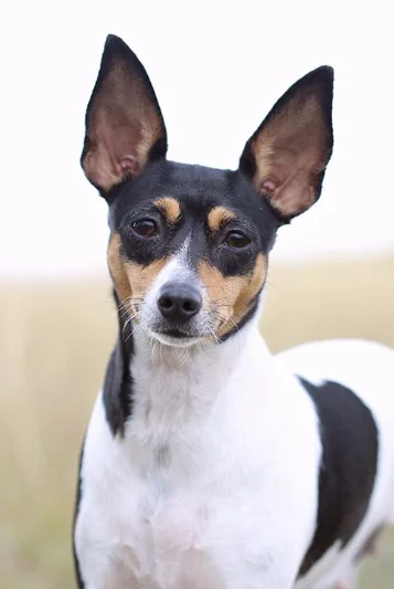 Perro Toy terrier americano