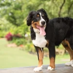 Perro de Raza Boyero de montaña bernés