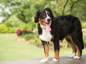 Perro de Raza Boyero de montaña bernés