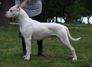 Perro de Raza Dogo argentino