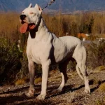 Perro de Raza Dogo argentino - Características, Información