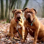 Perro de Raza Dogo de Burdeos -Características, Información