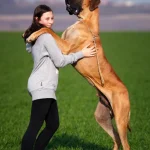 Perro de Raza Gran danés - Características