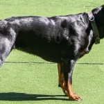 Perro de Raza Rottweiler - Características, personalidad