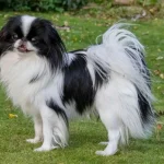 Perro de Raza Spaniel Tibetano, Características, Información