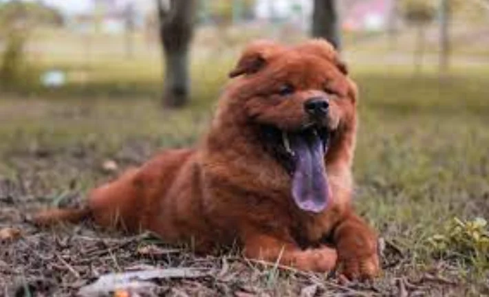 ¿Por qué los chow chow tienen la lengua azul?