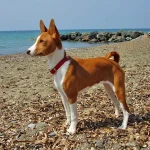Raza de Perro Basenji - Precio, Información