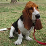 Raza de Perro Basset Hound - Características, Información
