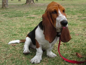 Raza de Perro Basset Hound - Características, Información
