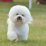 Raza de Perro Bichón frisé - Características, Información