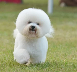 Raza de Perro Bichón frisé - Características, Información