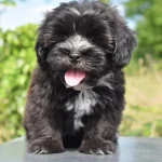 Raza de Perro Bichón habanero - Información completa