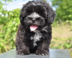 Raza de Perro Bichón habanero - Información completa